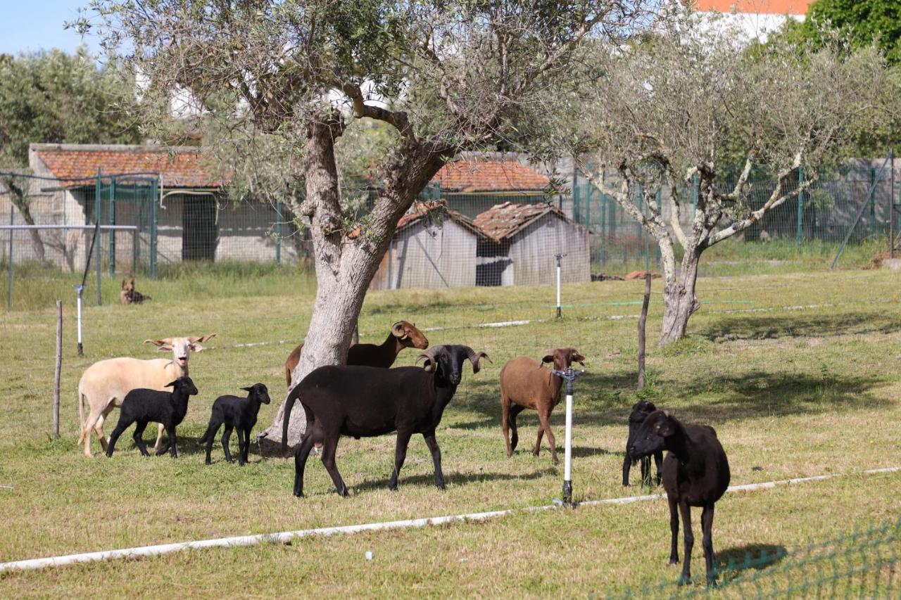 Quinta Dos Patos Villa Pinhanços Екстериор снимка